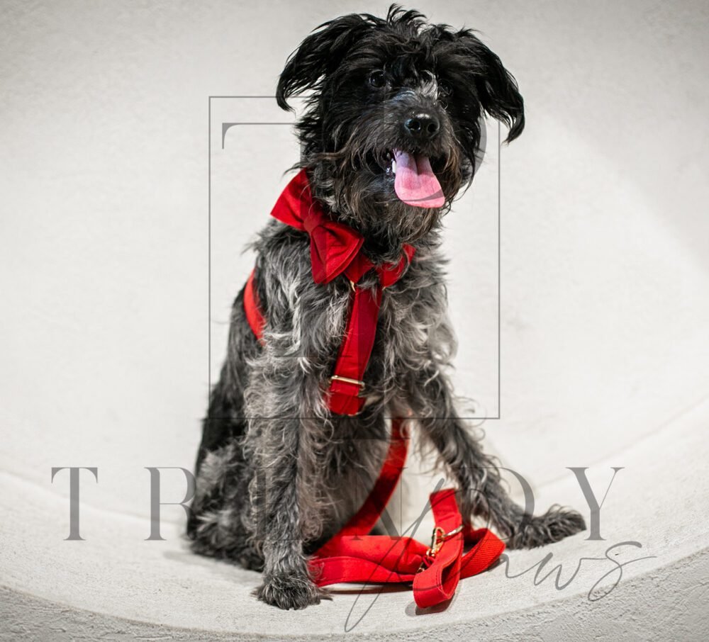 Trendy paws red dog harness