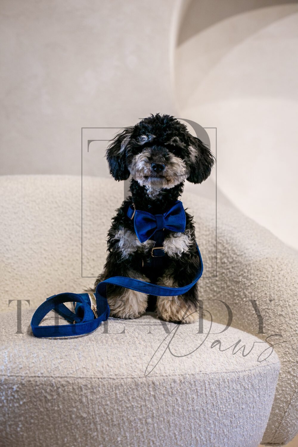 blue velvet dog bow tie