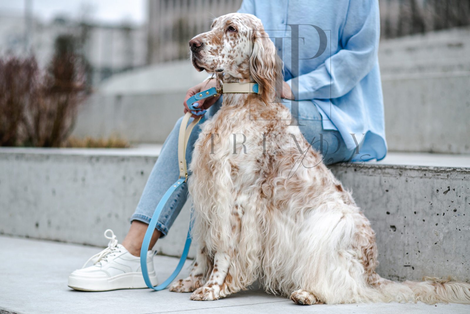 Trendy paws odinid mėlynas pavadėlis šuniui.