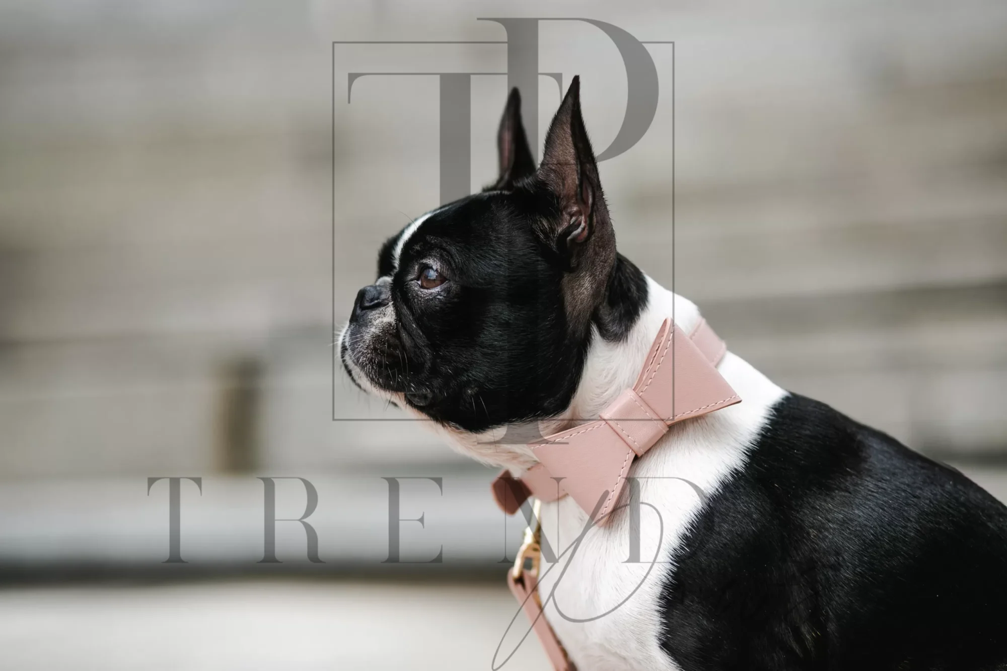 Trendy paws pu leacher dog bow tie