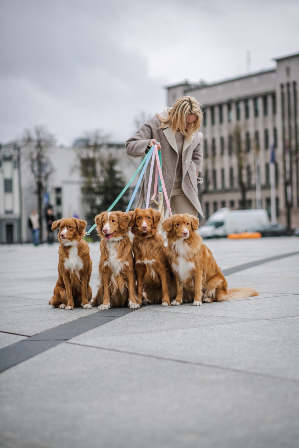 Trendy paws odinis pavadelis šuniui