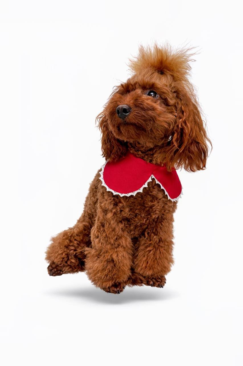 Trendy paws Elegantiška išskirtinė bamdana šuniui tinkanti šventėms ir įvairioms progoms. vamentino dienai