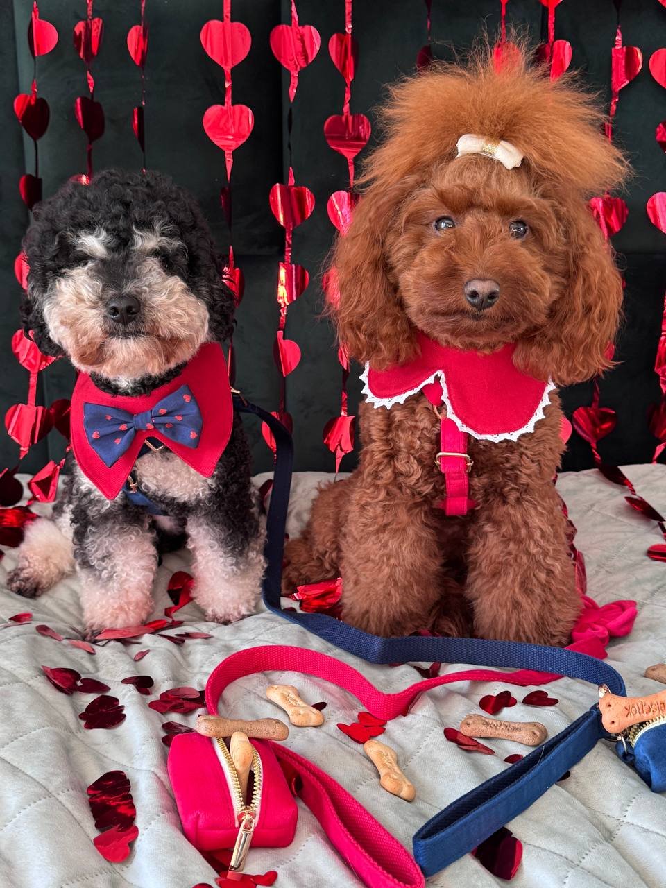 Trendy paws Šuns skara andana su peteliške.