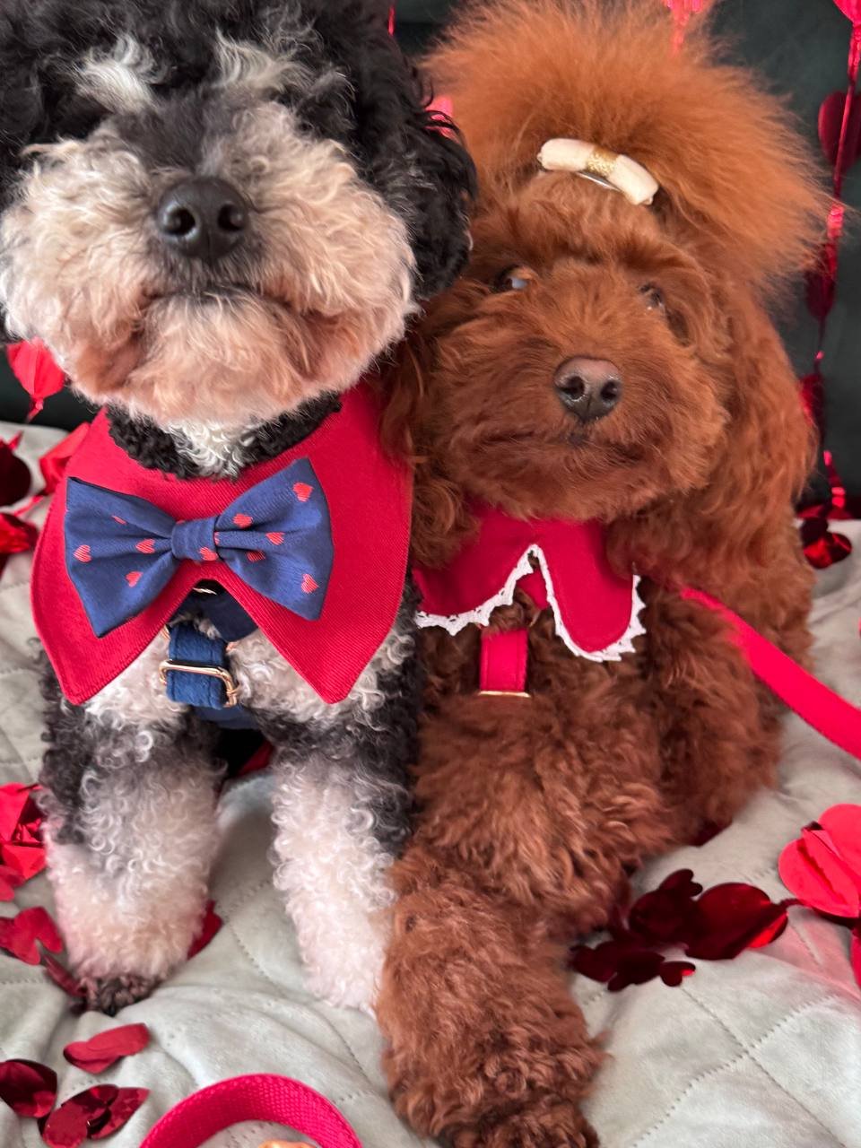 Trendy paws šuns bandana puošni tinkanti šventėms