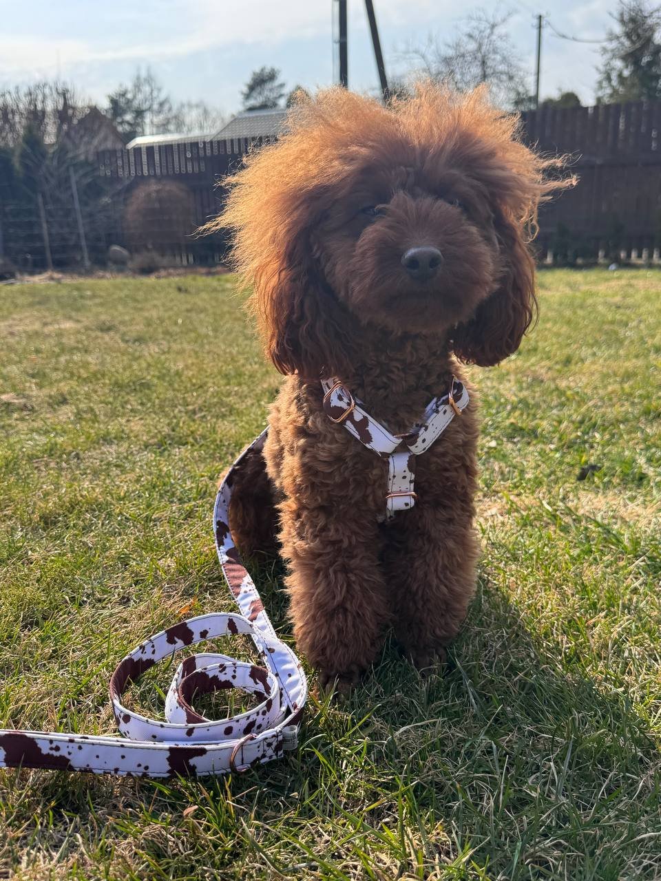 Trendy paws antkaklis šuniui