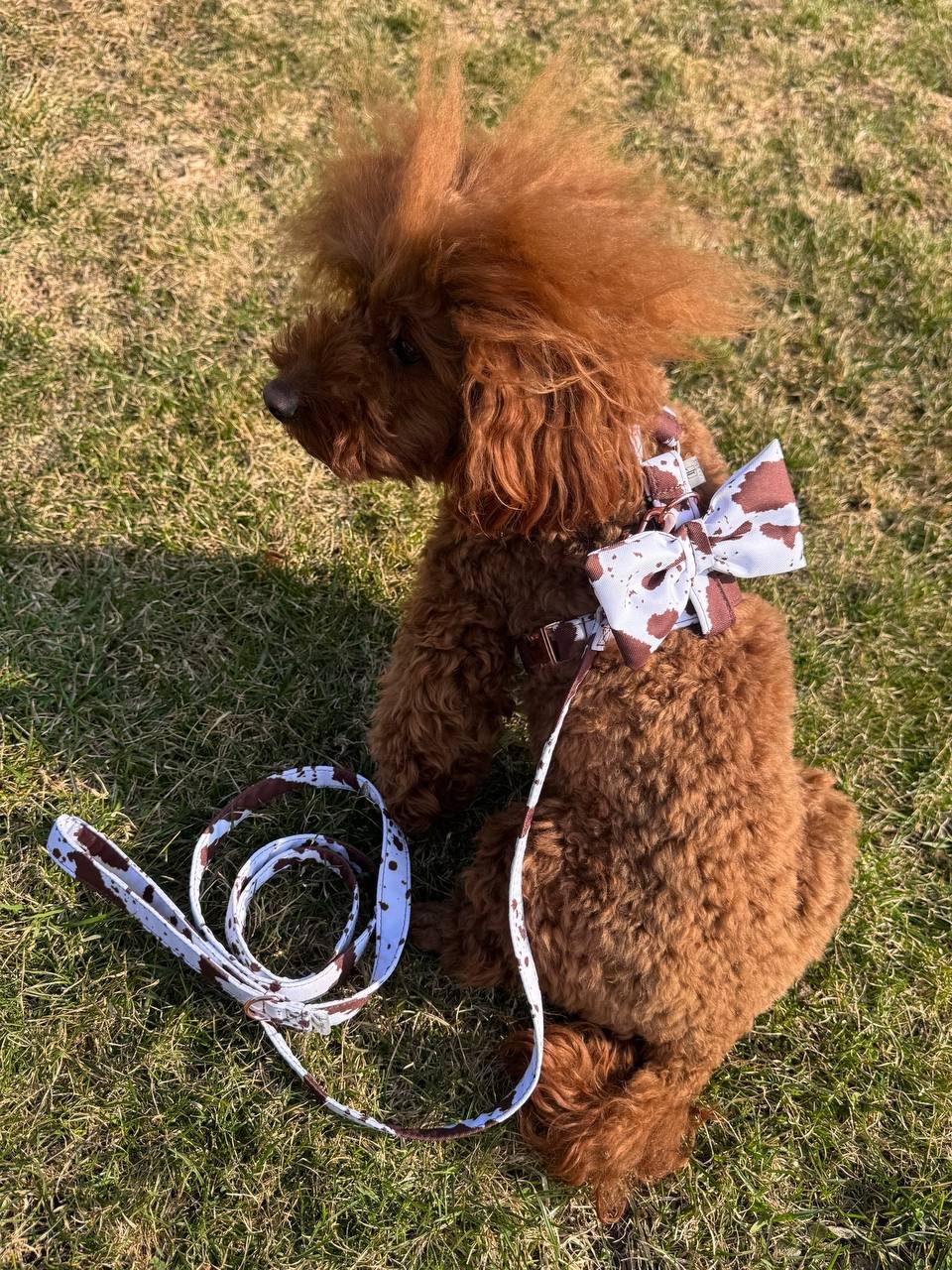 Trendy paws peteliškė šuniui