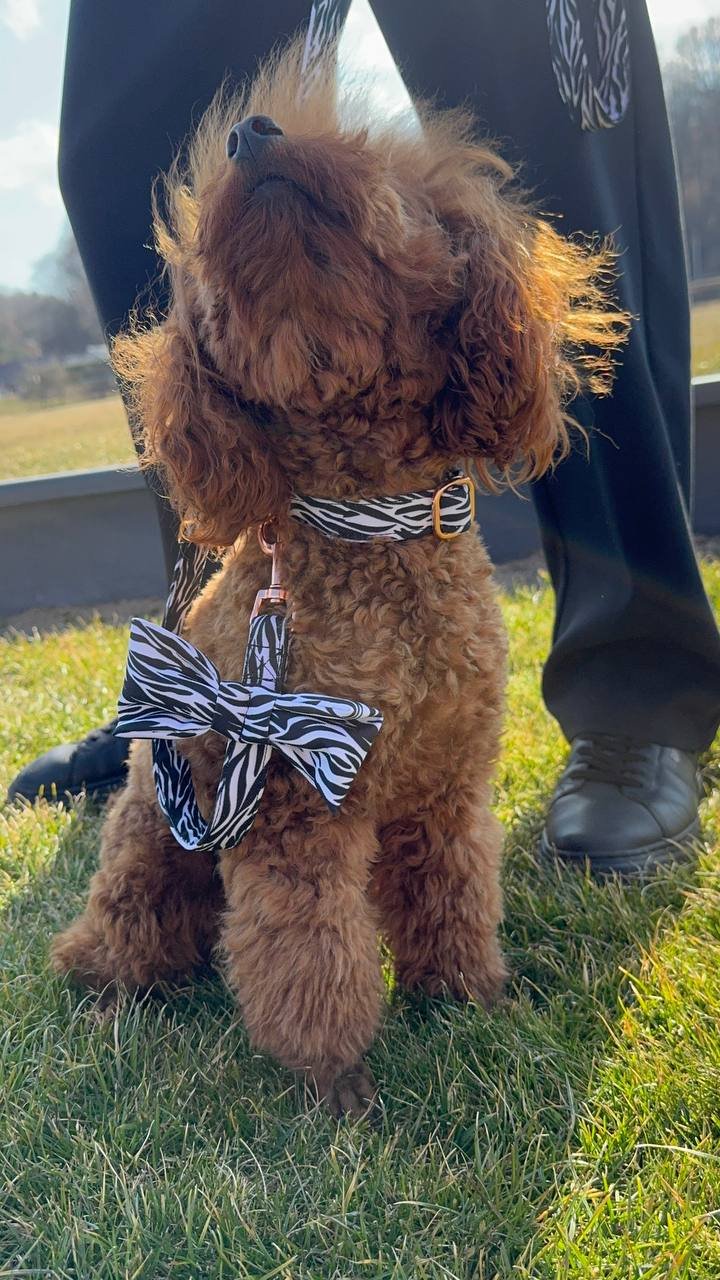 Stilingas rankų darbo šunų komplektas „Zebra“ - Image 3